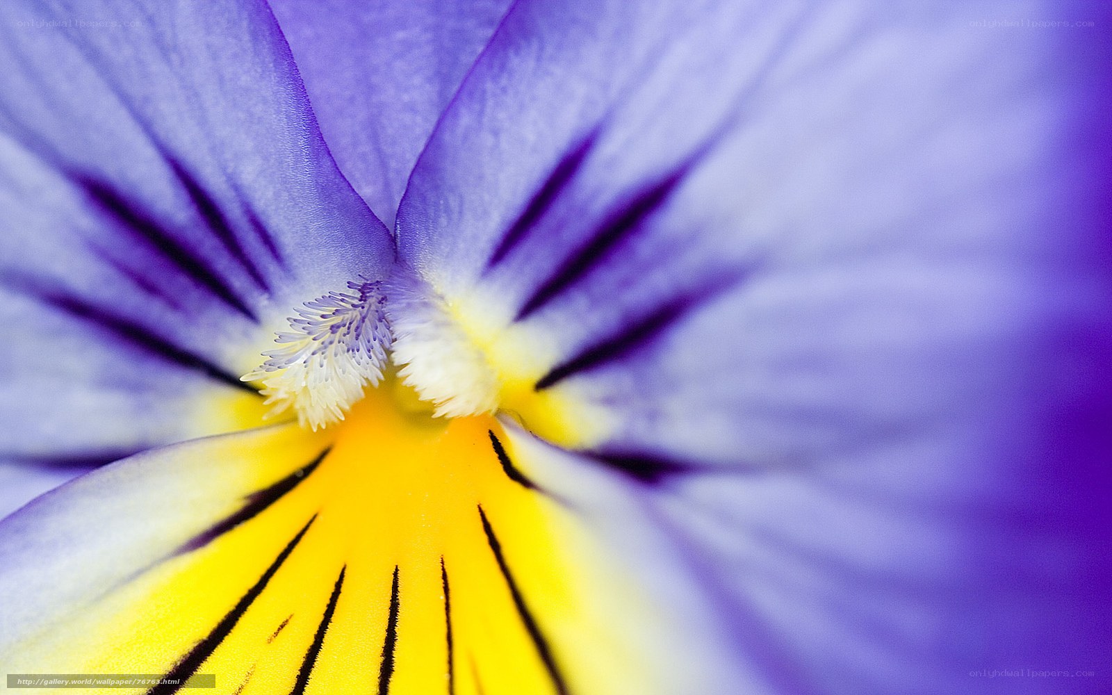 purple pansy flower close-up