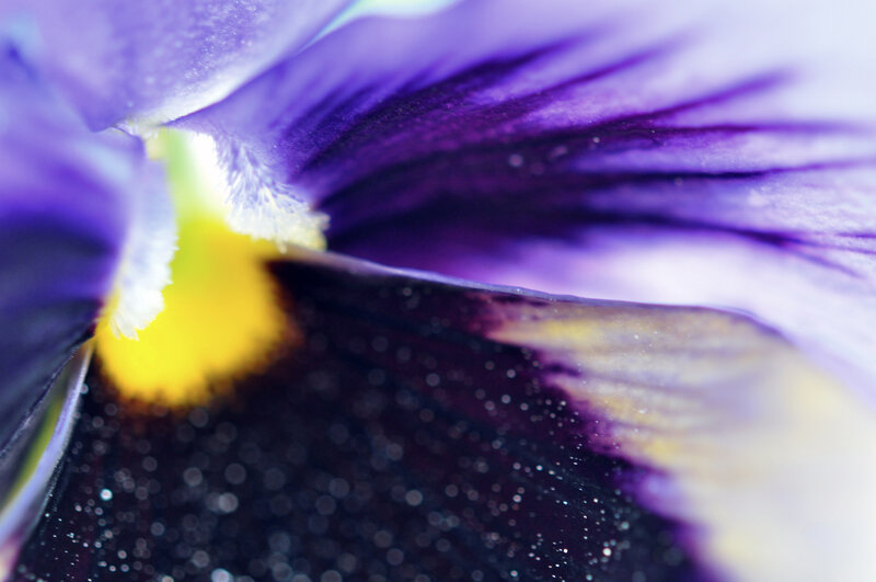 Purple Pansy Flower — Detailed, Photograph