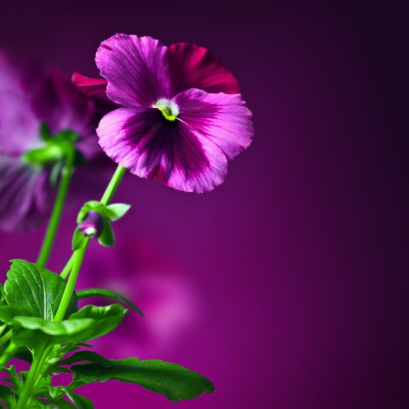 Purple Pansy Flower — Dramatic, Photograph, Green Stem
