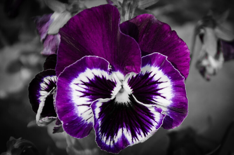 Purple Pansy Flower — Dramatic, Photograph, Petals