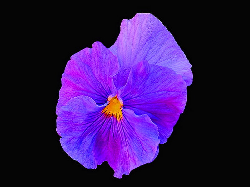 Purple Pansy Flower — Dramatic, Photograph