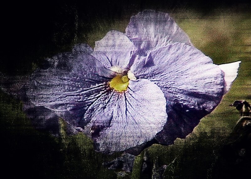 Purple Pansy Flower — Dramatic, Photograph, Yellow Center
