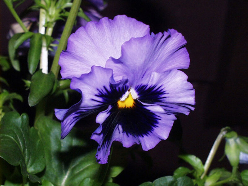 Purple Pansy Flower — Dramatic