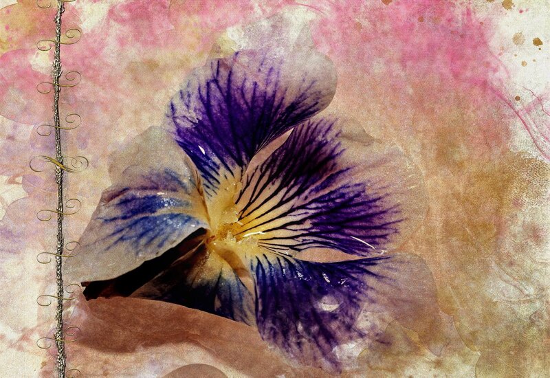 Purple Pansy Flower — Dreamy