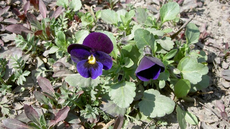purple pansy flower in garden