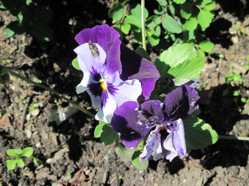 Purple Pansy Flower — Natural