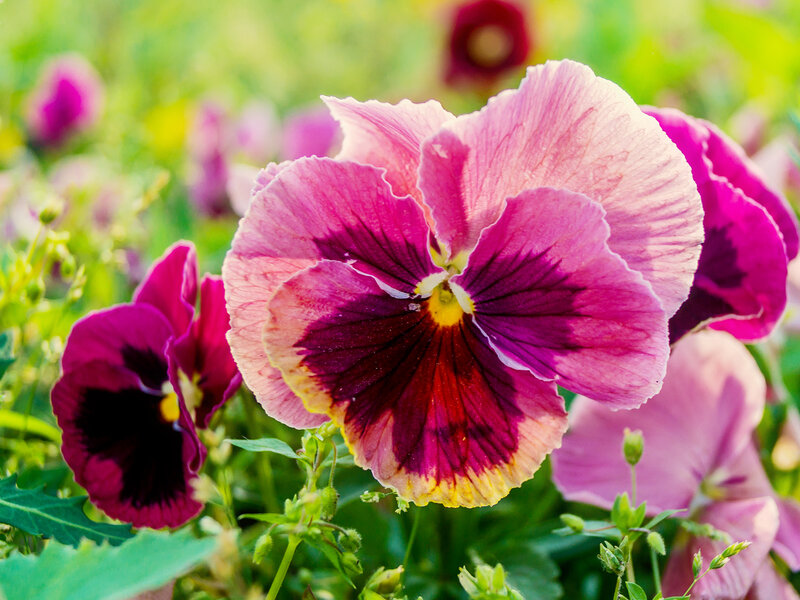 Purple Pansy Flower — Pink