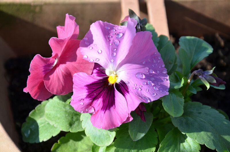 Purple Pansy Flower — Serene, Afternoon
