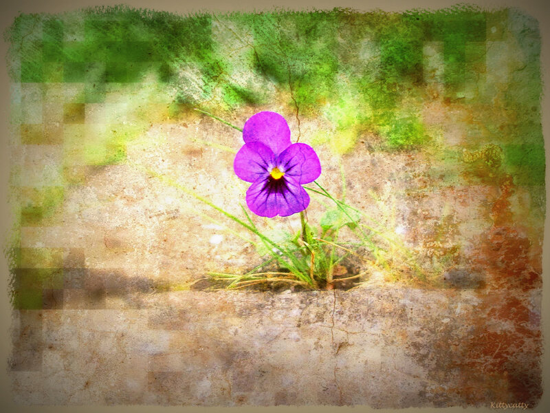 Purple Pansy Flower — Serene, Digital Art