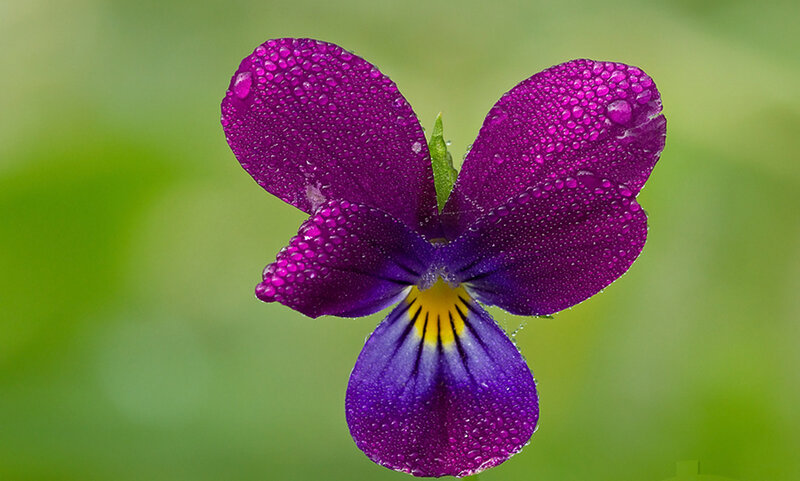 Purple Pansy Flower — Serene, Morning