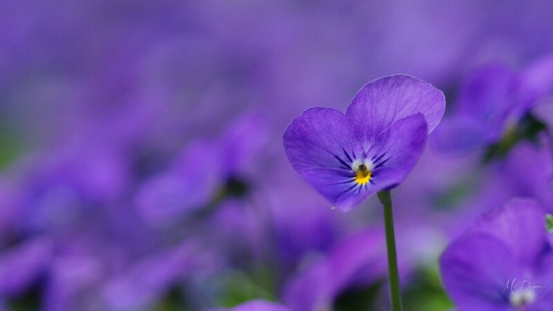Purple Pansy Flower — Serene, Photograph, Stem, Background