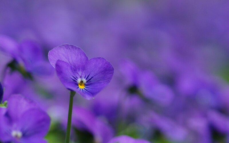 Purple Pansy Flower — Serene, Photograph, Stem