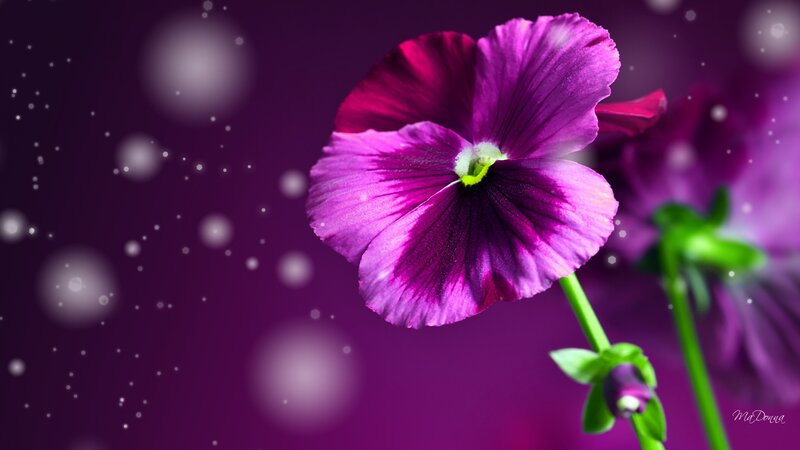 Purple Pansy Flower — Serene, Photograph