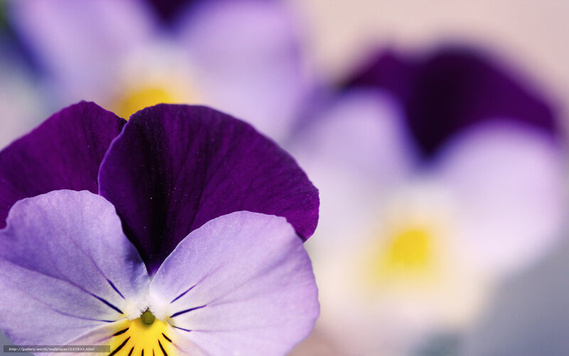 Purple Pansy Flower — Serene, Photograph, Yellow Center