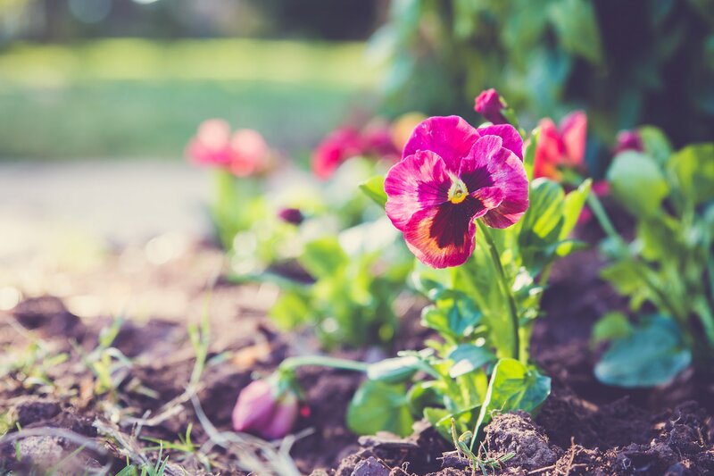 Purple Pansy Flower — Serene, Spring, Photograph, Green Leaves