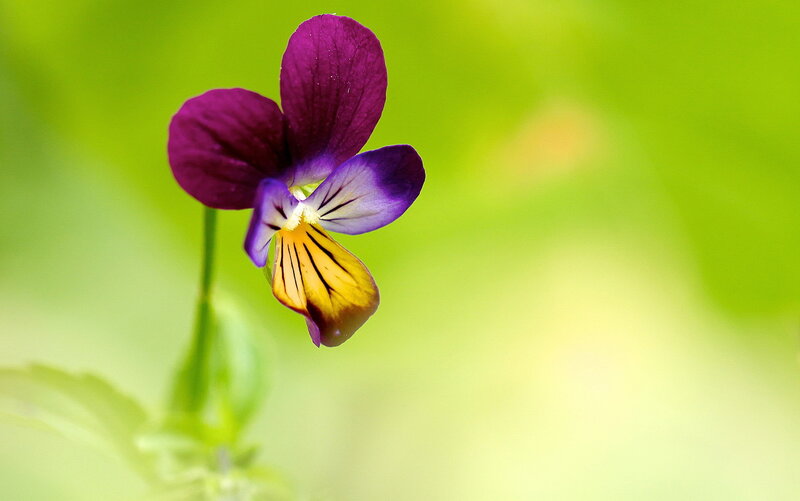Purple Pansy Flower — Serene, Spring, Photograph, Stem