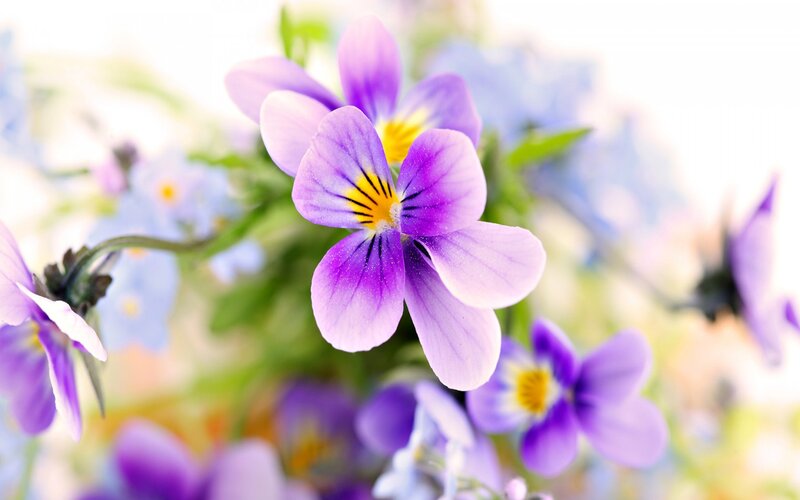 Purple Pansy Flower — Serene, Spring, Photograph