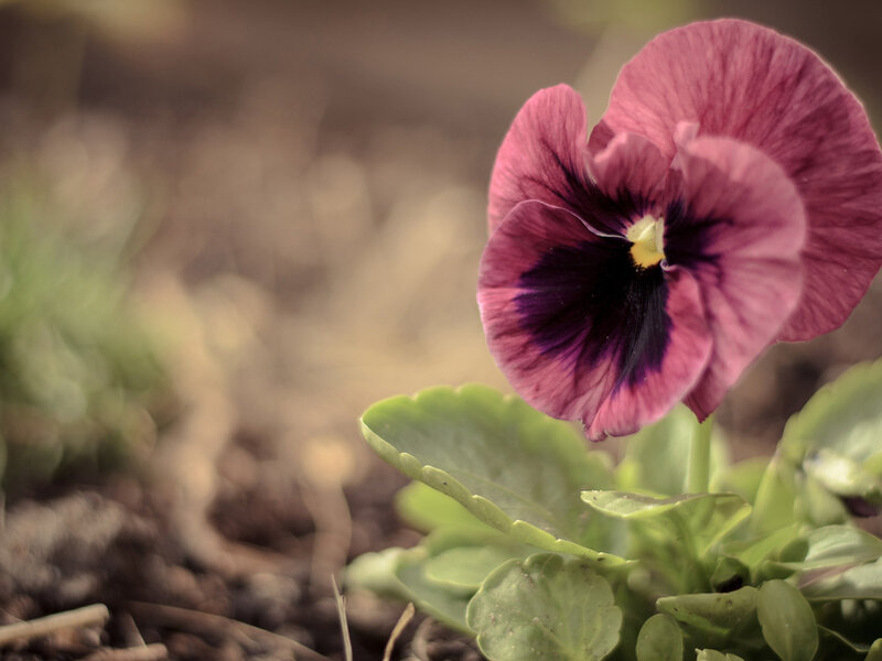 Purple Pansy Flower — Serene, Spring