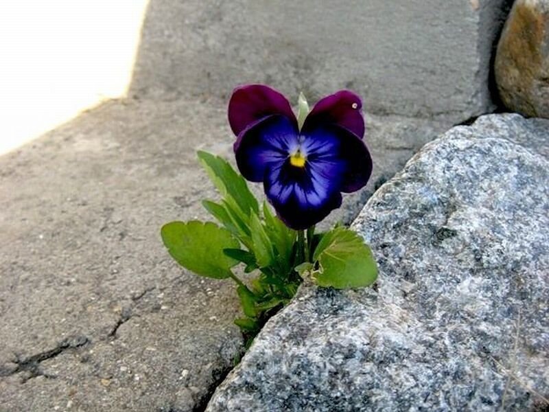 Purple Pansy Flower — Serene