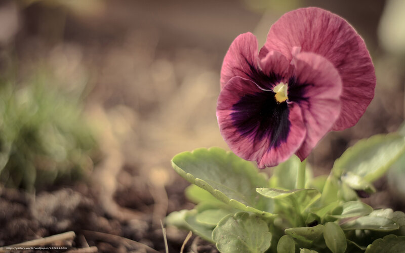 purple pansy flower