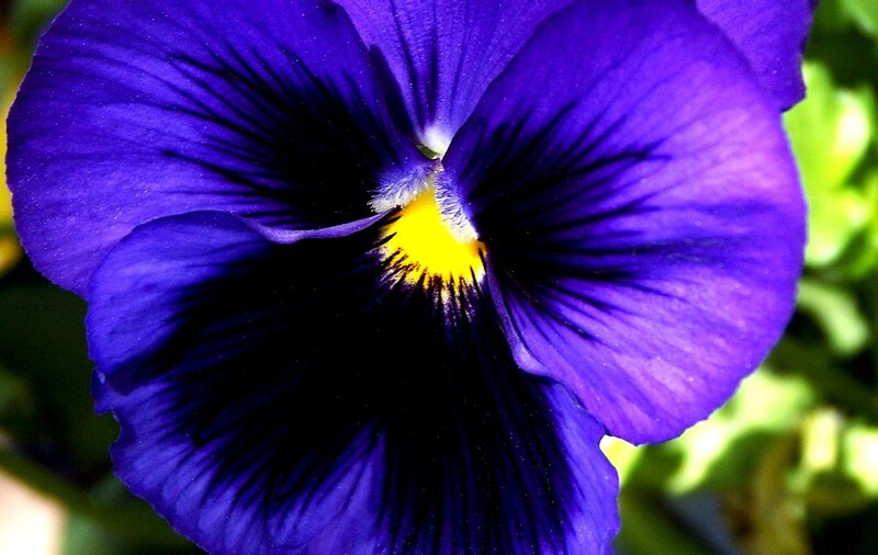 Purple Pansy Flower — Vibrant, Afternoon