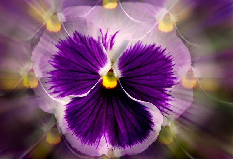 Purple Pansy Flower — Vibrant, Photograph