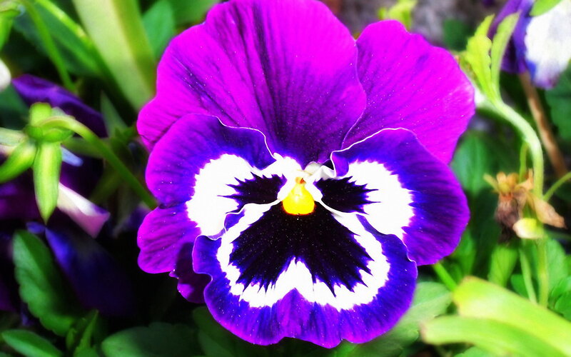 Purple Pansy Flower — Vibrant, Spring, Photograph