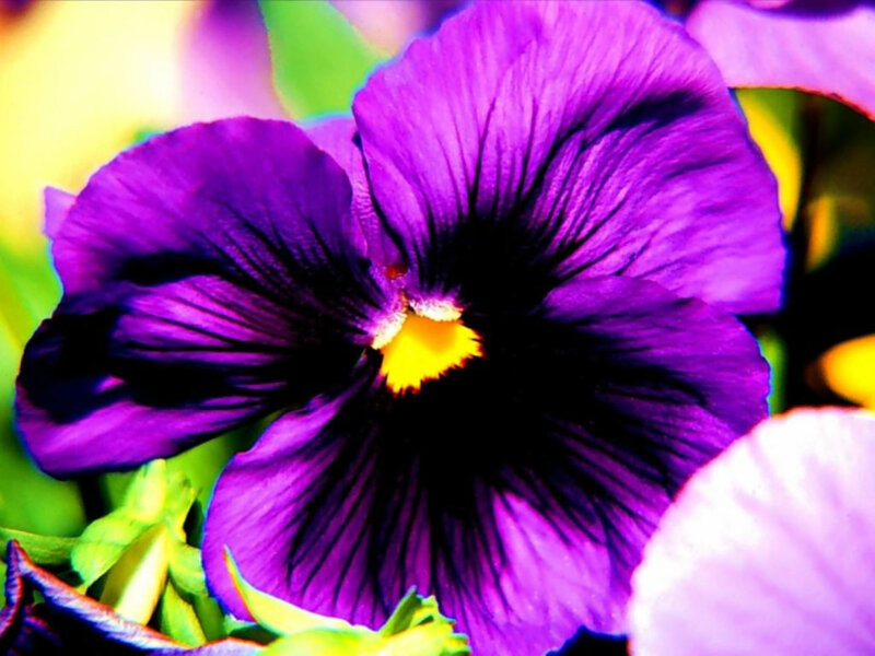 Purple Pansy Flower — Vibrant, Spring