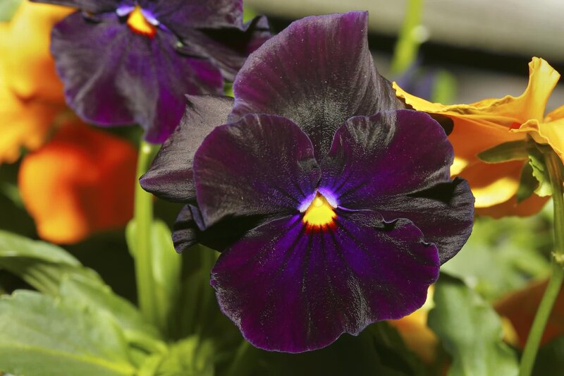 Purple Pansy Flower — Vibrant