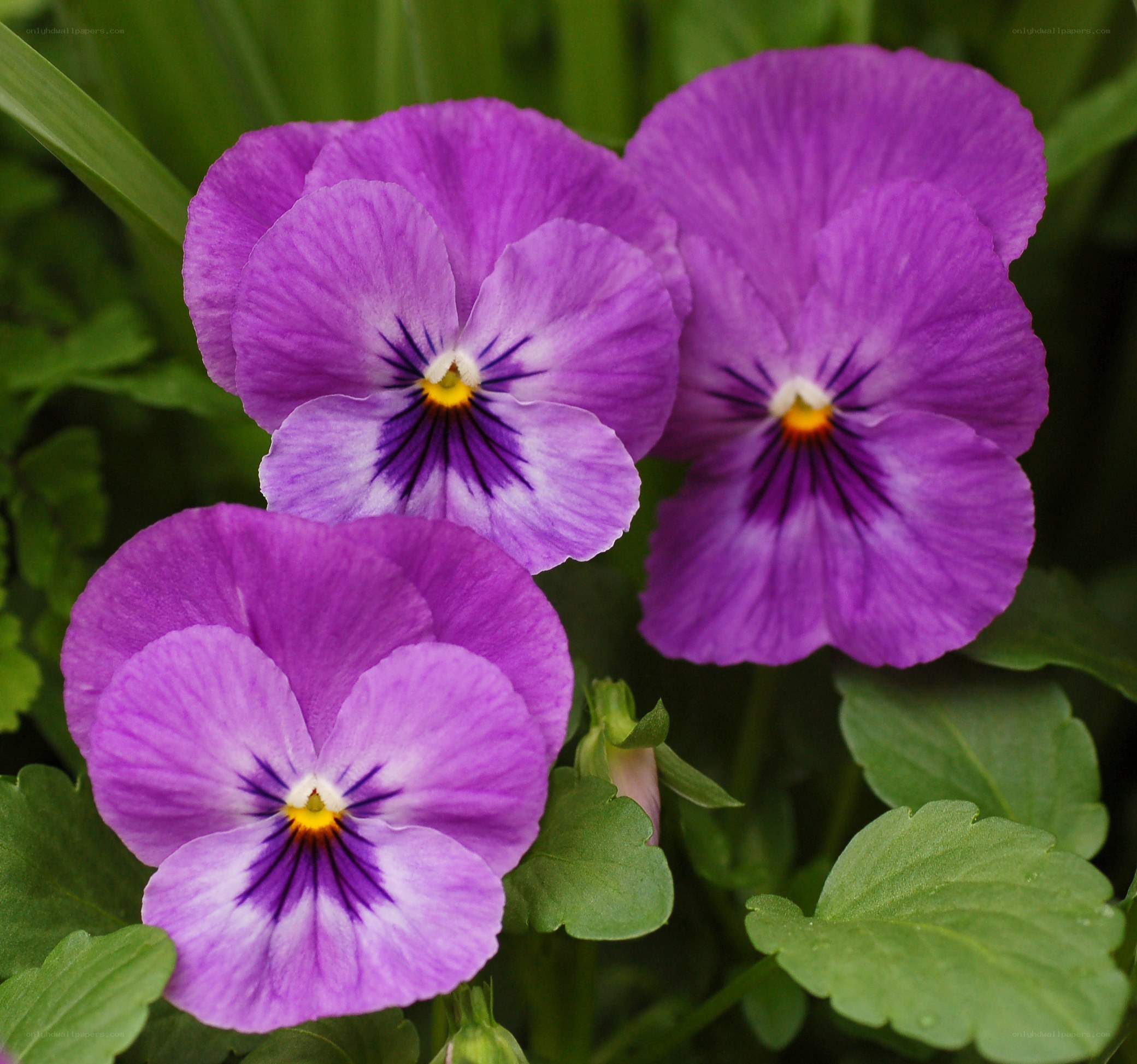 Purple pansy flowers