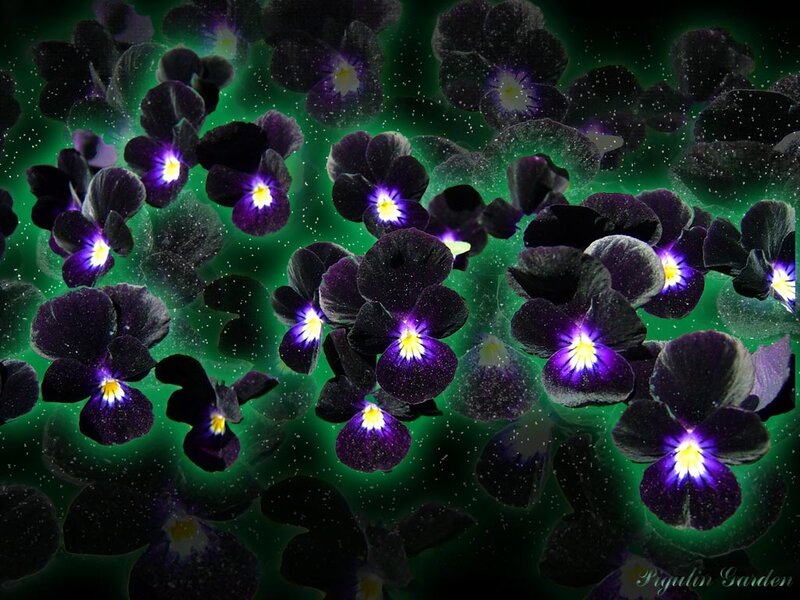 Purple Pansy Flowers — Black