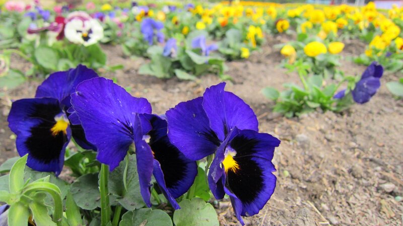 Purple Pansy Flowers — Blue, Calm