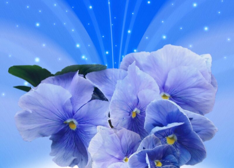 Purple Pansy Flowers — Blue, Dreamy