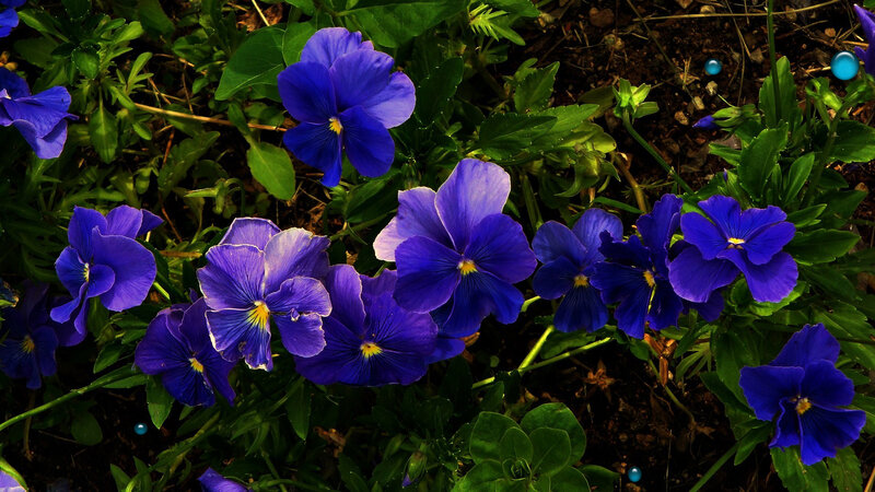 Purple Pansy Flowers — Blue, Natural, Afternoon