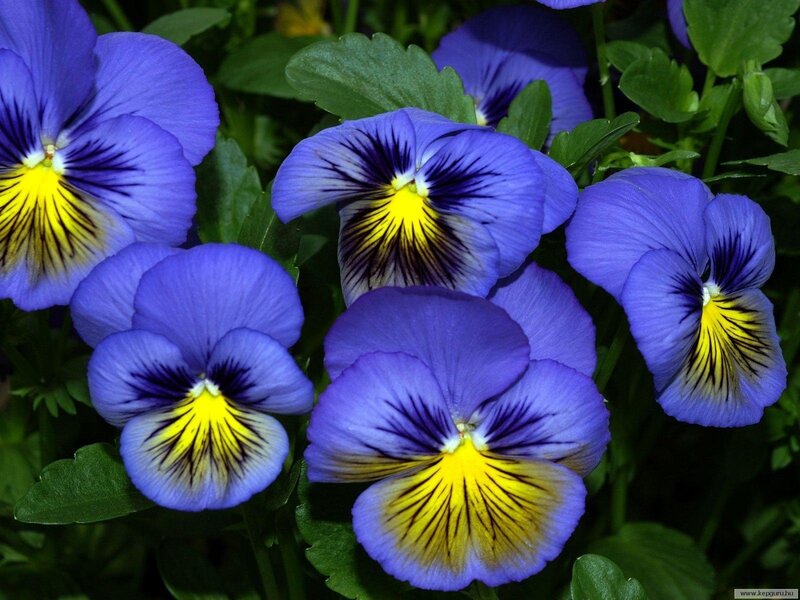 Purple Pansy Flowers — Blue, Natural