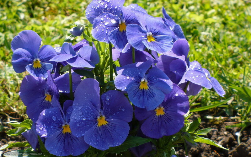Purple Pansy Flowers — Blue, Serene, Morning, Photograph