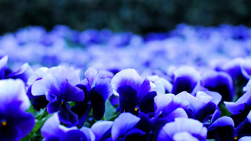 Purple Pansy Flowers — Blue, Serene