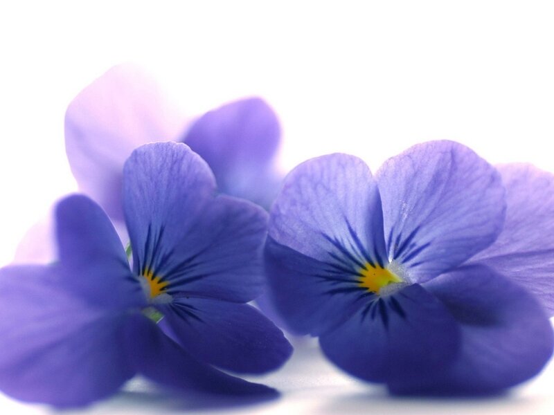 Purple Pansy Flowers — Blue