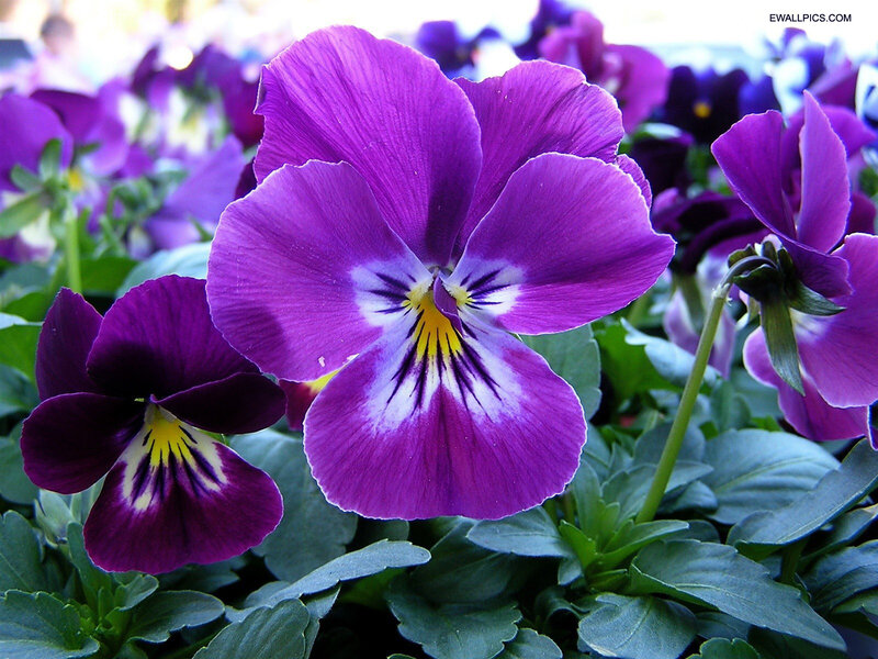 Purple Pansy Flowers — Calm, Afternoon, Photograph, Green Leaves, Flower Buds