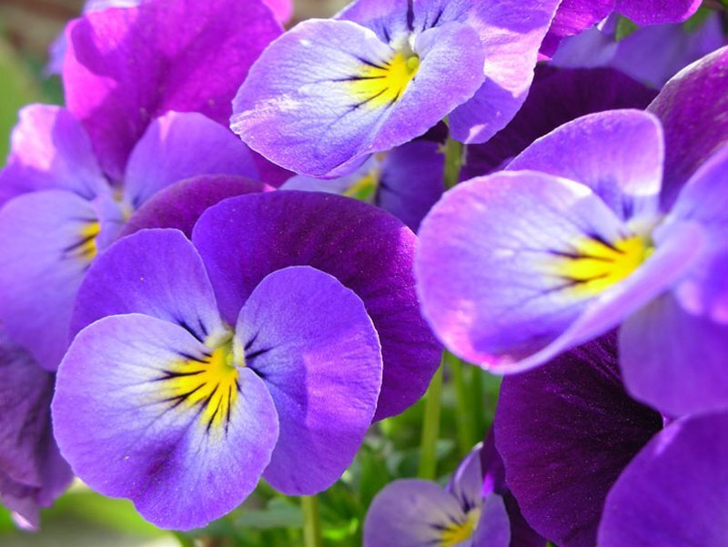 Purple Pansy Flowers — Calm, Afternoon, Photograph