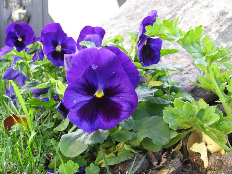 Purple Pansy Flowers — Calm, Afternoon