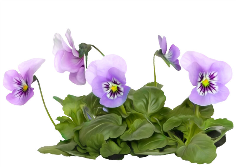 Purple Pansy Flowers — Calm, Digital Art