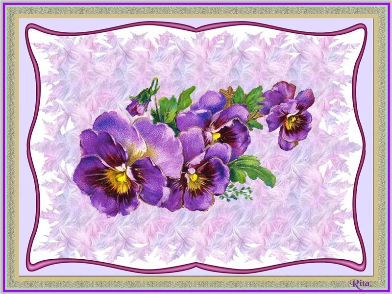 Purple Pansy Flowers — Calm, Illustration