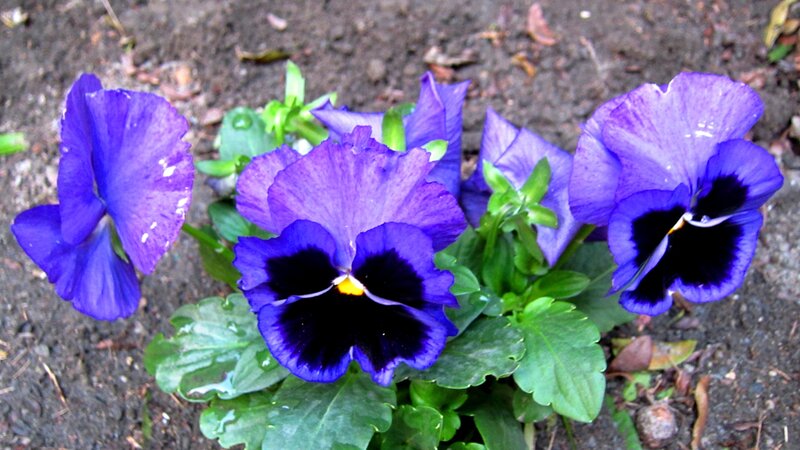 Purple Pansy Flowers — Calm, Photograph, Green Leaves
