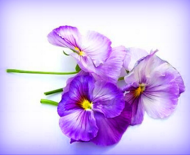 Purple Pansy Flowers — Calm, Photograph, Green Stems