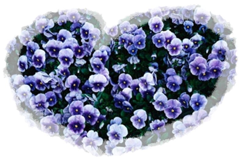 Purple Pansy Flowers — Calm, Photograph, Leaves, Heart Shape