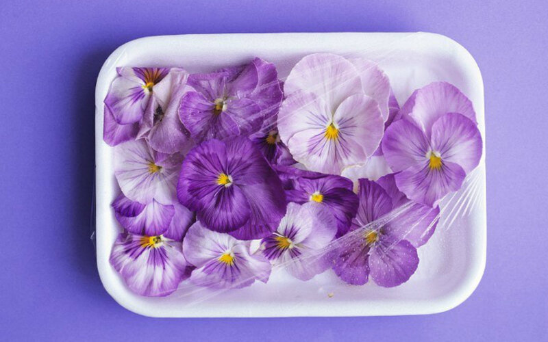 Purple Pansy Flowers — Calm, Photograph, Plastic Container