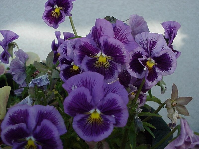 Purple Pansy Flowers — Calm, Photograph