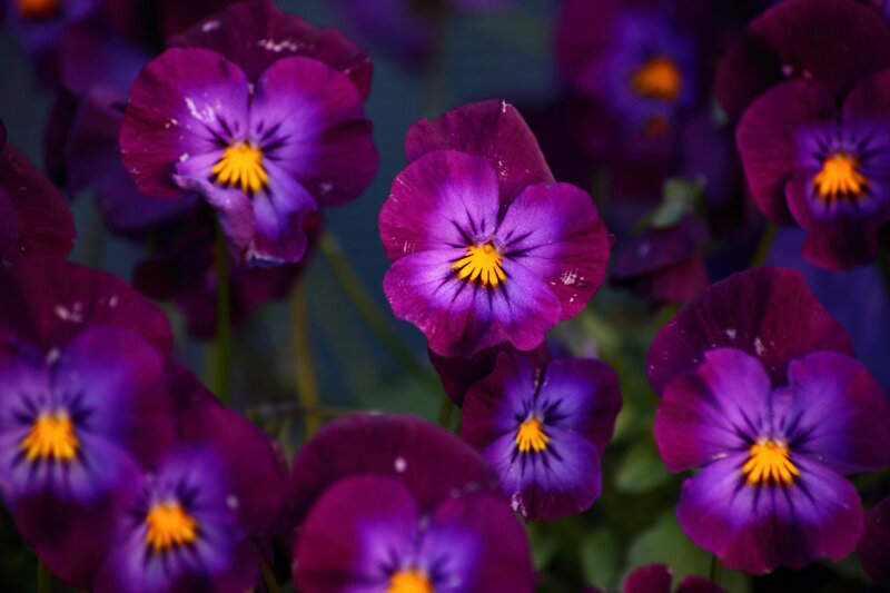 Purple Pansy Flowers — Calm, Photograph, Yellow Centers