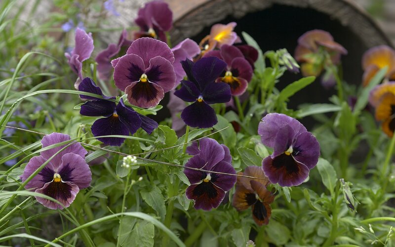Purple Pansy Flowers — Calm, Spring, Photograph, Green Leaves, Grass